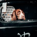 f-say-yes-to-the-world-dog-inside-vehicle-in-london