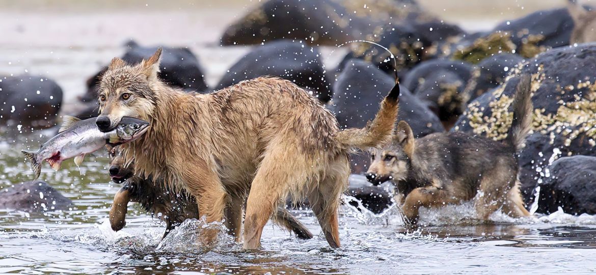 British Columbia’s Seawolves - cover