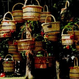 Kyustendil, cherry fiesta