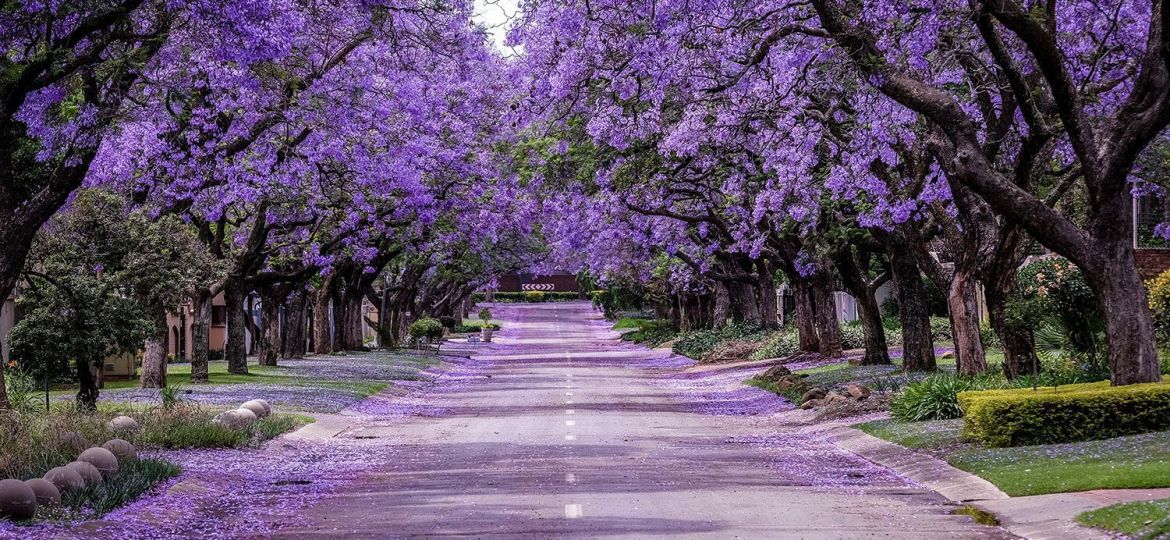 jacaranda-blossom-jacaranda-trees-cover