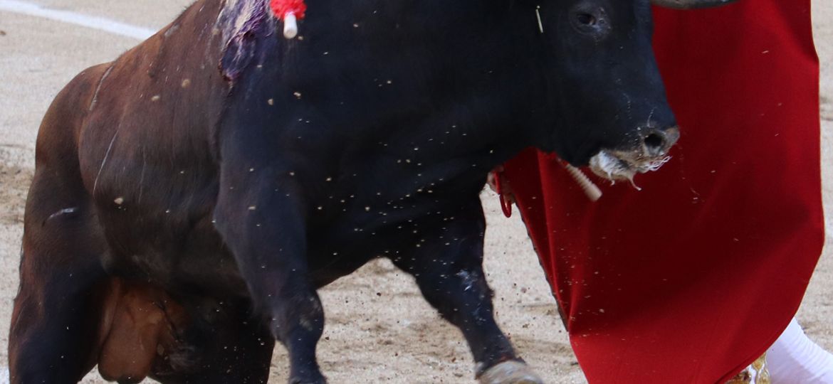 IMG_4818-cover-bullfight-Las-ventas-corida