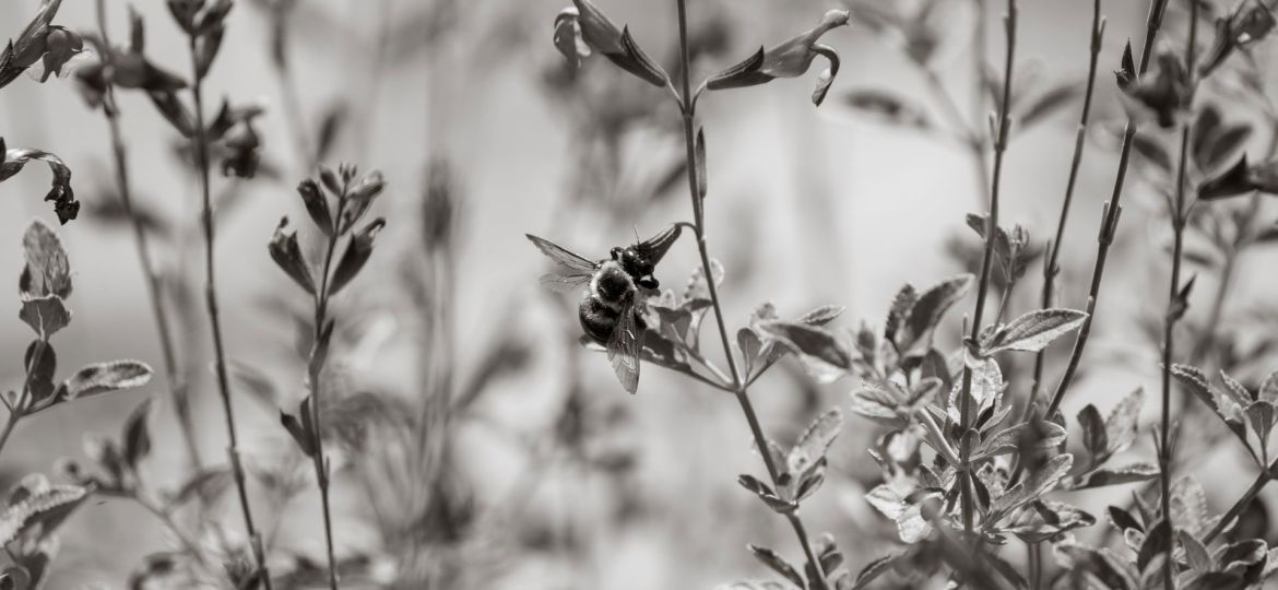 1-The-Fatal-Mating-Flight