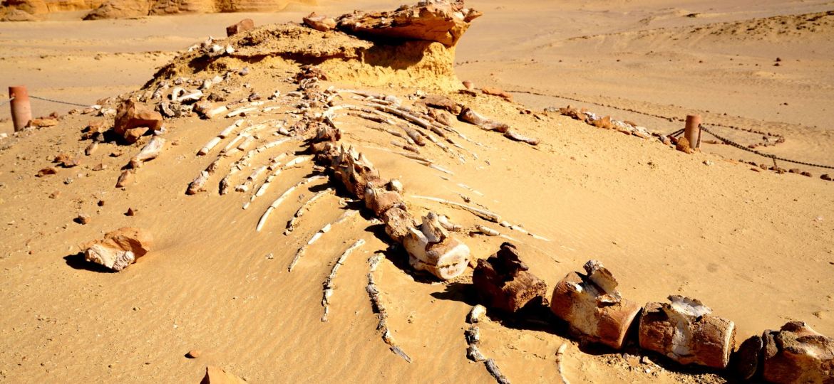 Wadi Al-Hitan-cover
