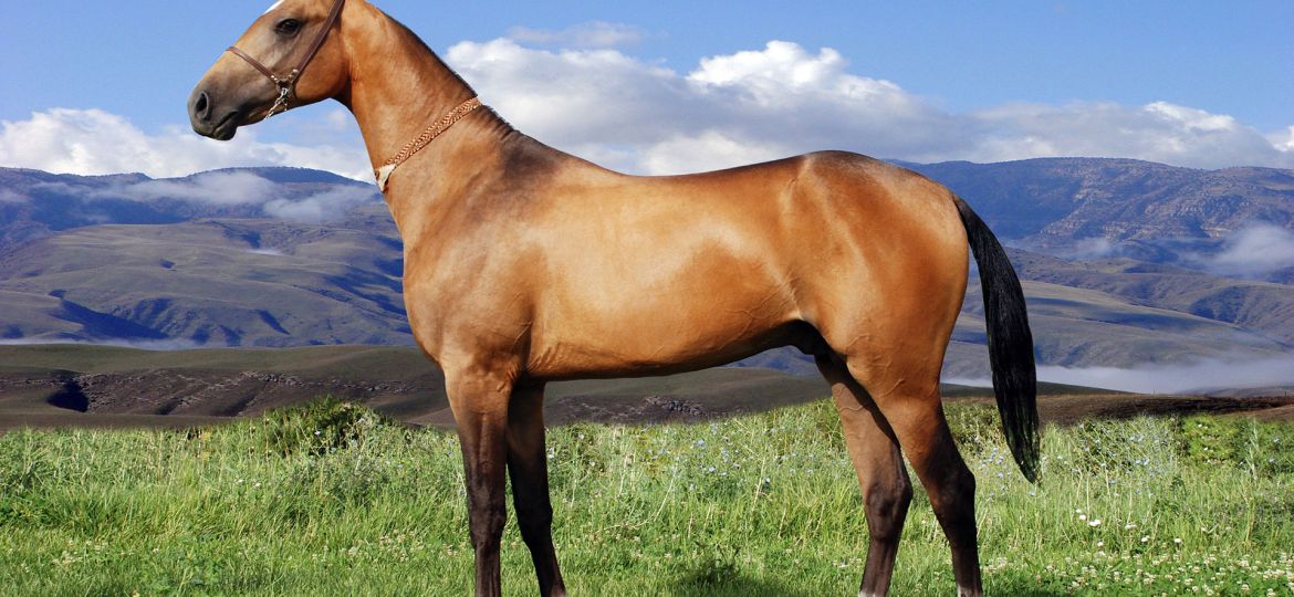 1-The-Heavenly-Horses-of-Turkmenistan-Coming-to-Europe