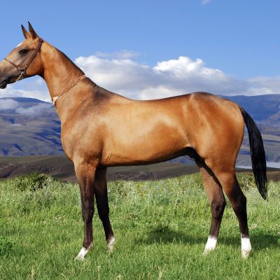 1-The-Heavenly-Horses-of-Turkmenistan-Coming-to-Europe