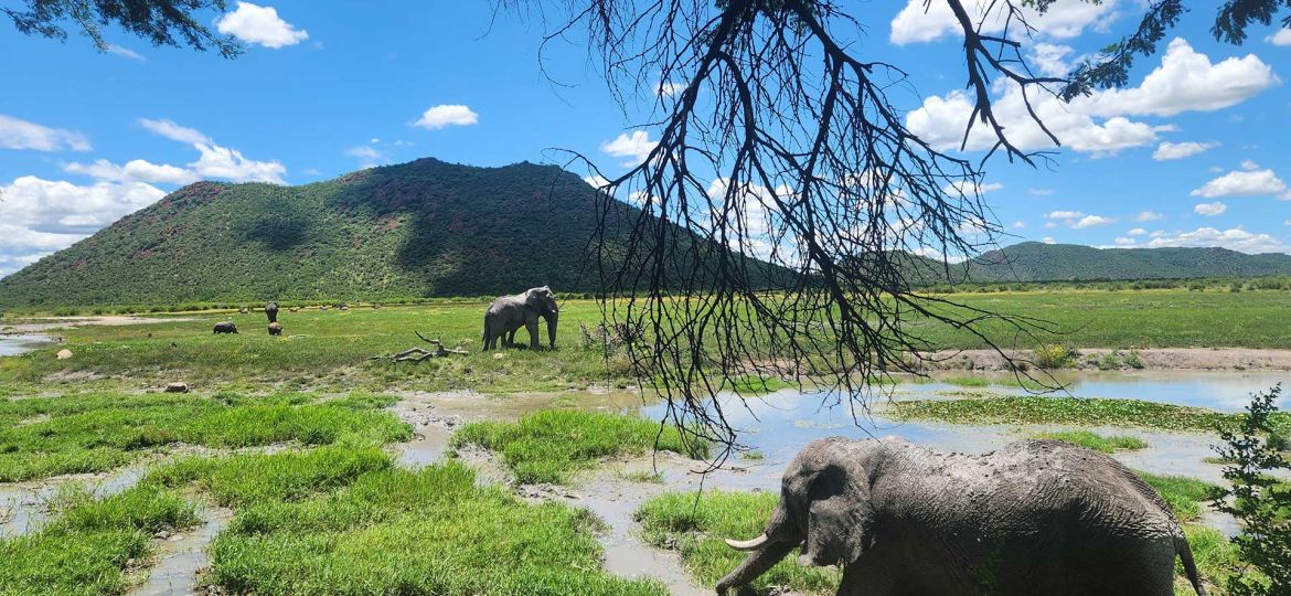 Cover--A-Borderless-Big-Five-Safari---Madikwe-Game-Reserve,-South-Africa